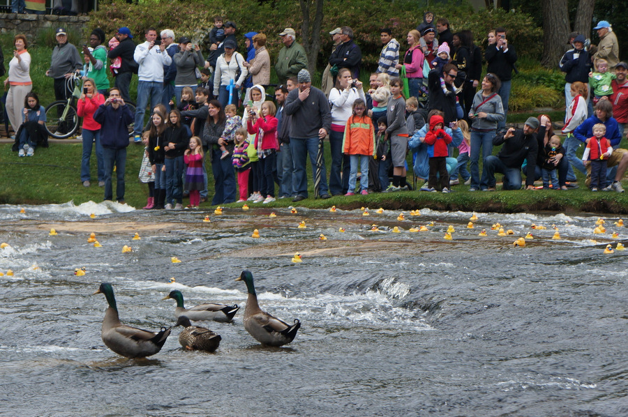 Rubber Duck Derby Greenville Daily Photo