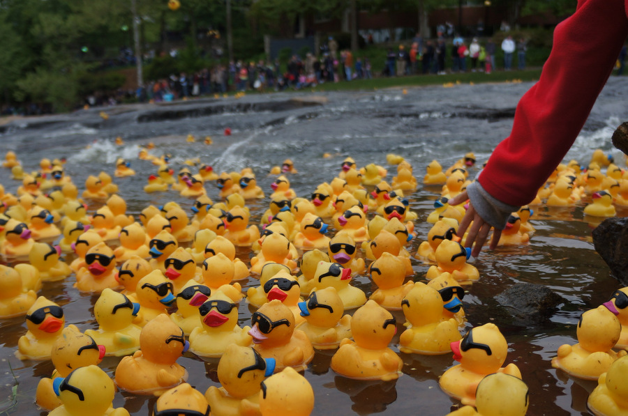 Rubber Duck Derby Greenville Daily Photo