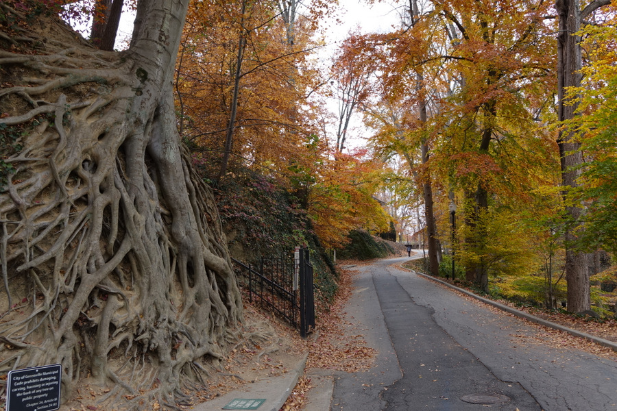 trees Greenville Daily Photo