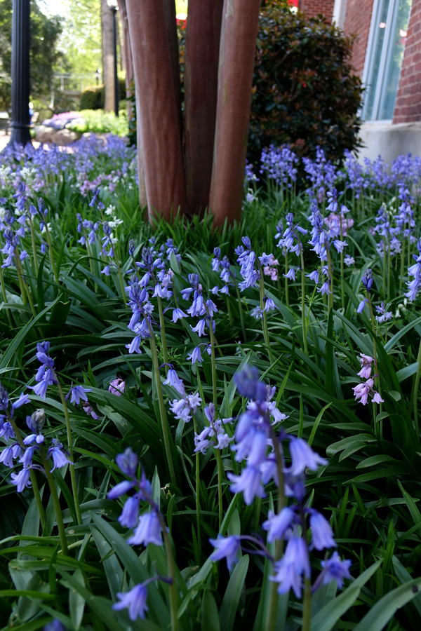 Flowers Greenville Daily Photo